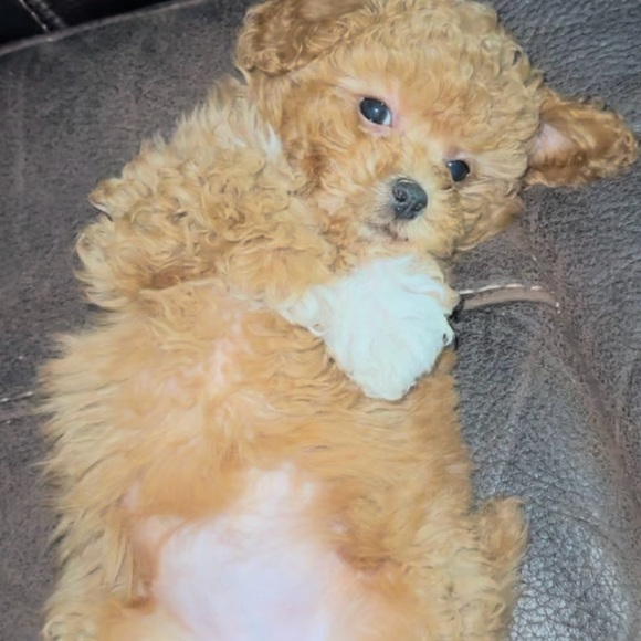 Meet your Posher, Sen Offers Accepted - Picture 5 of 6